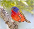 _3SB0144 painted bunting